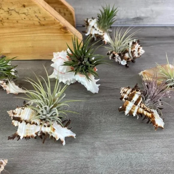 🔆AIR PLANT SEA SHELL🔆 REAL PLANTS REAL SEASHELLS - Picture 5 of 13